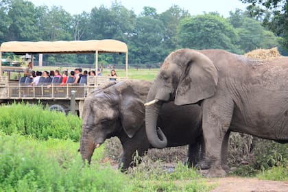 El recorrido Safari Off-Road Adventure permite ver de cerca leones, jirafas, tigres y rinocerontes blancos en un entorno natural