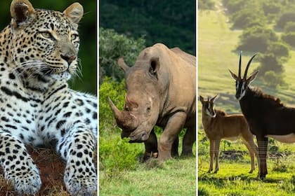 El refugio alberga hoy más de 5.000 animales y 275 especies de aves