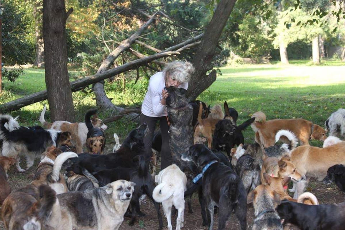 El refugio El Edén de los Rescatados alberga a más de 100 perros