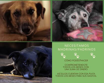 El refugio el Edén de los Rescatados se mantiene gracias a las donaciones