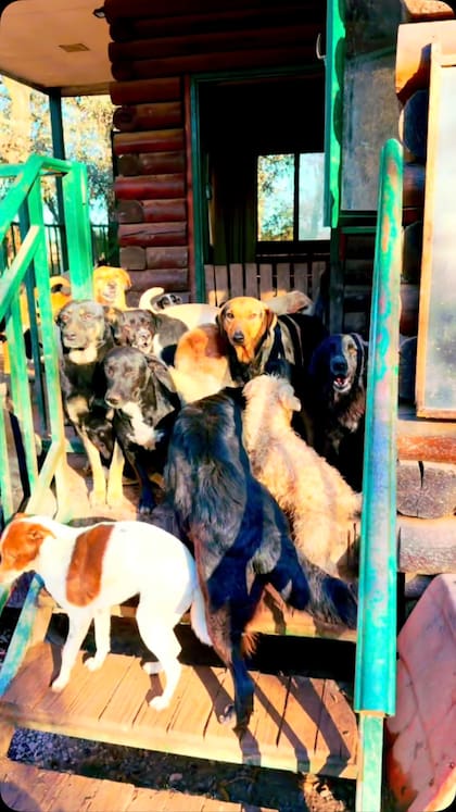 El refugio llegó a albergar a más de 400 perros en situación de abandono (Foto: Instagram @refugioelmontecito)
