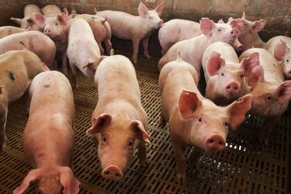 El registro para la cadena plantea diversos requisitos