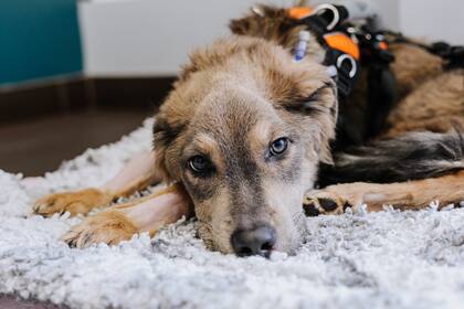 El relato de supervivencia de Sugar Snap ilustra el poder transformador de la compasión humana en las vidas de los animales