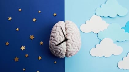 El reloj biológico sincroniza y coordina los ritmos circadianos del cuerpo, lo que ayuda a que uno se prepare para las cosas que suceden en varios momentos del día como lo son dormirse por la noche y despertarse en la mañana