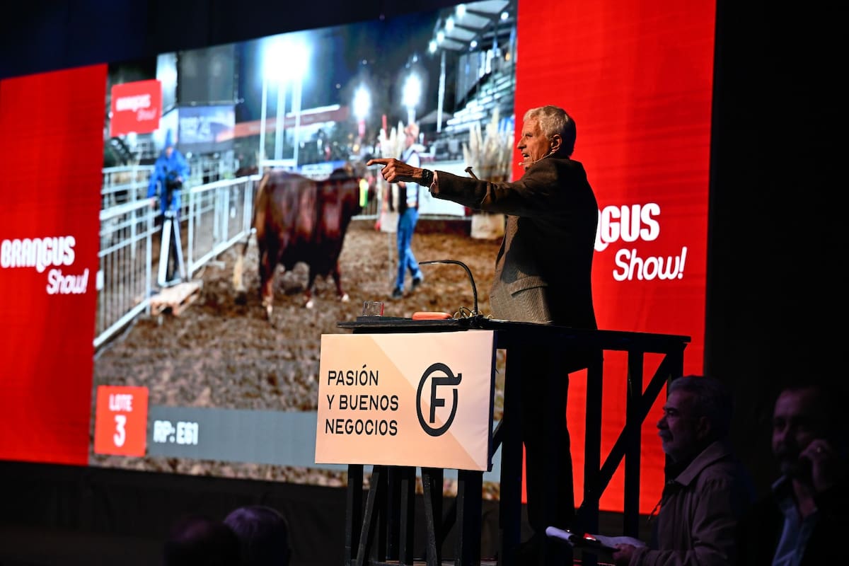 El rematador Iván O'Farrell en plena subasta de Brangus