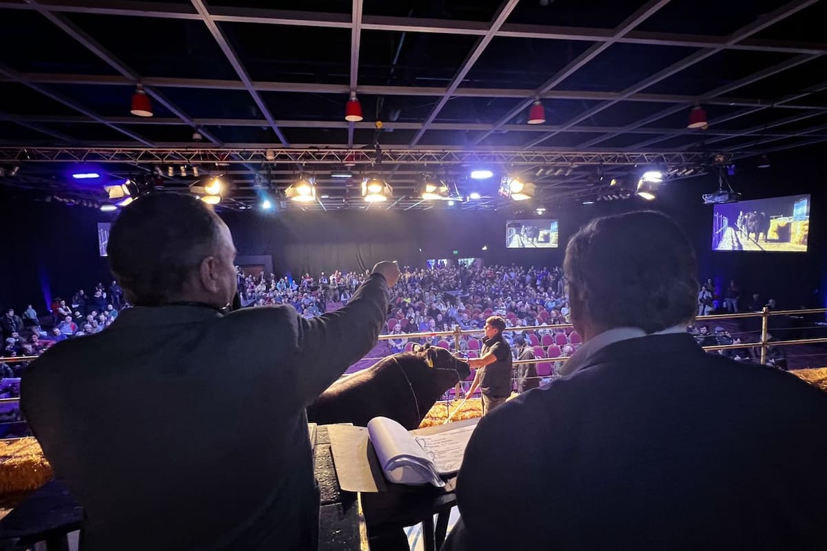 El remate de Angus fue uno de los mejores de los últimos años para la raza