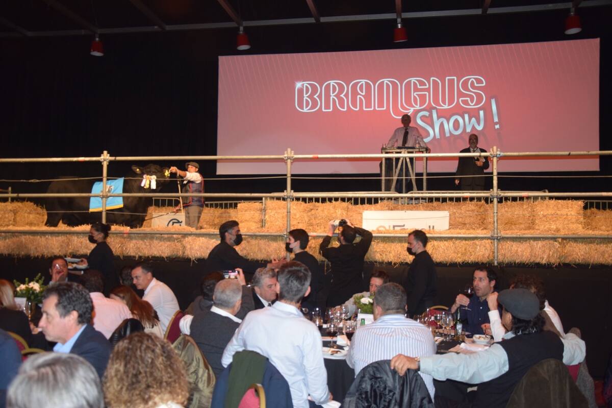 El remate de la raza Brangus en el Pabellón Rojo del predio de la Sociedad Rural