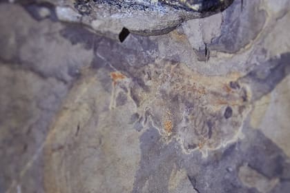 El renacuajo fósil más antiguo del mundo mide 15 centímetros