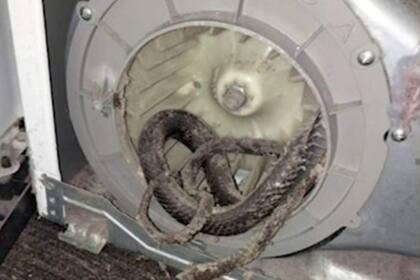 El reparador del servicio técnico revisó el motor dela secadora y encontró una serpiente muerta