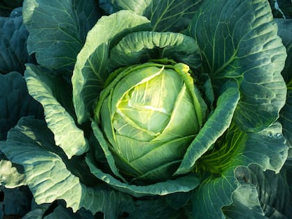 El repollo en col cuenta con beneficios antiinflamatorios y antioxidantes