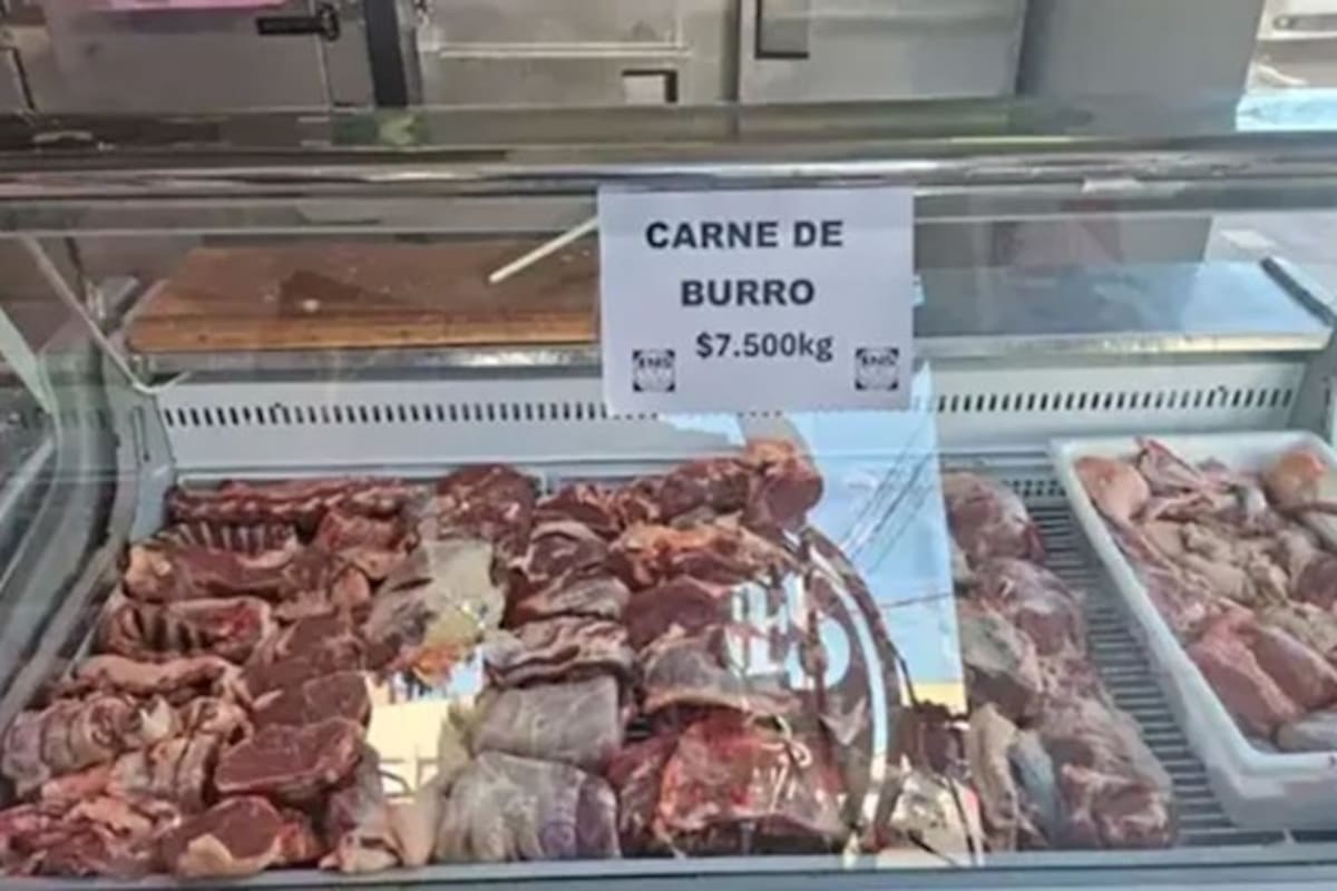 El reporte detalló que la carne de burro se vendió a $7500 en una carnicería de la provincia de Chubut, aunque aclararon que fue un precio promocional