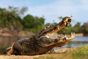 El reptil atacó al hombre mientras nadaba en una zona prohibida.