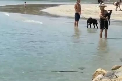 El reptil, de gran peligrosidad, apareció en una popular zona balnearia de Australia y nadó a metros de menores, adultos y mascotas