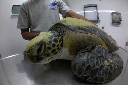 El reptil marino defecó 13 gramos de nylon, hilos y plásticos duros