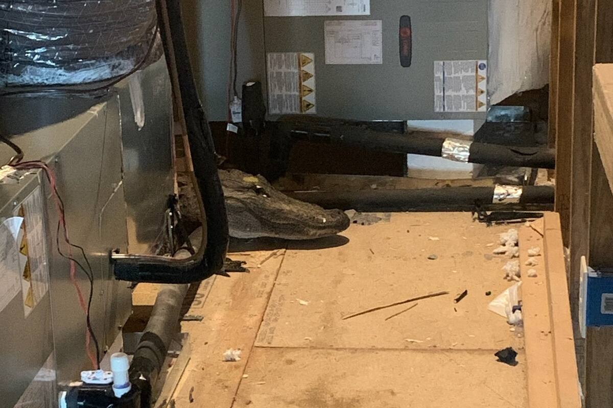 El reptil se encontraba cerca del aire acondicionado; el hombre que lo halló pensó primero que se trataba de un peluche