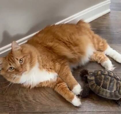 El reptil siente una predilección por los gatos naranjas (Foto: The Dodo)