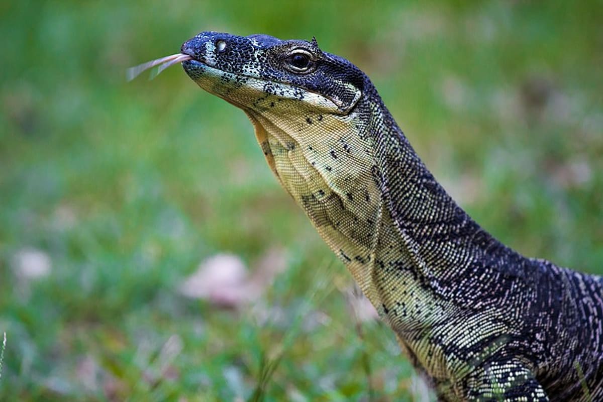 El reptil sorprendió a la pareja en su propio cuarto de hotel