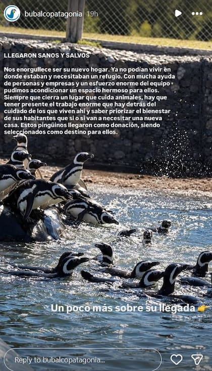 El rescate de 40 pingüinos que fueron rescatados de un parque acuático de Mar del Plata