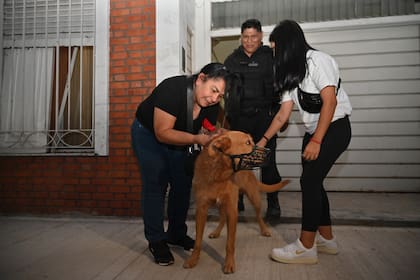 El rescate de Simba