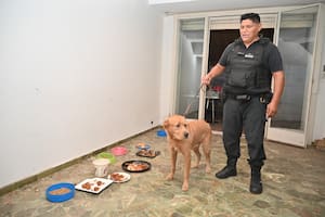 El rescate de Simba