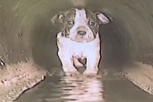 El rescate de la cachorra ocurrió en San Antonio, Texas, Estados Unidos (Foto: iStock)