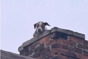 El rescate de un cachorro que emocionó a todos y tuvo un final feliz