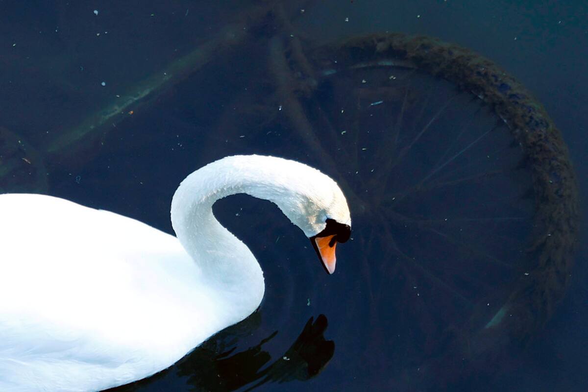 El rescate del animal generó un retraso de 50 minutos en el horario de al menos 23 formaciones