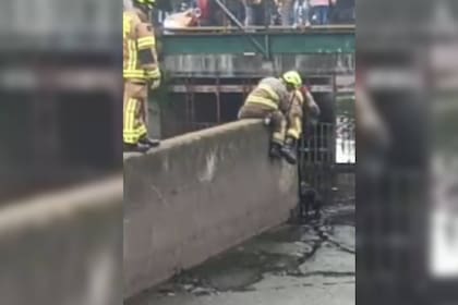 El rescate del animal quedó registrado en un video (Captura video)