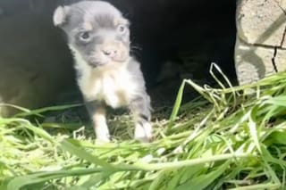 Vivía bajo la casa y sorprendió a los rescatistas al pedir ayuda para su mamá