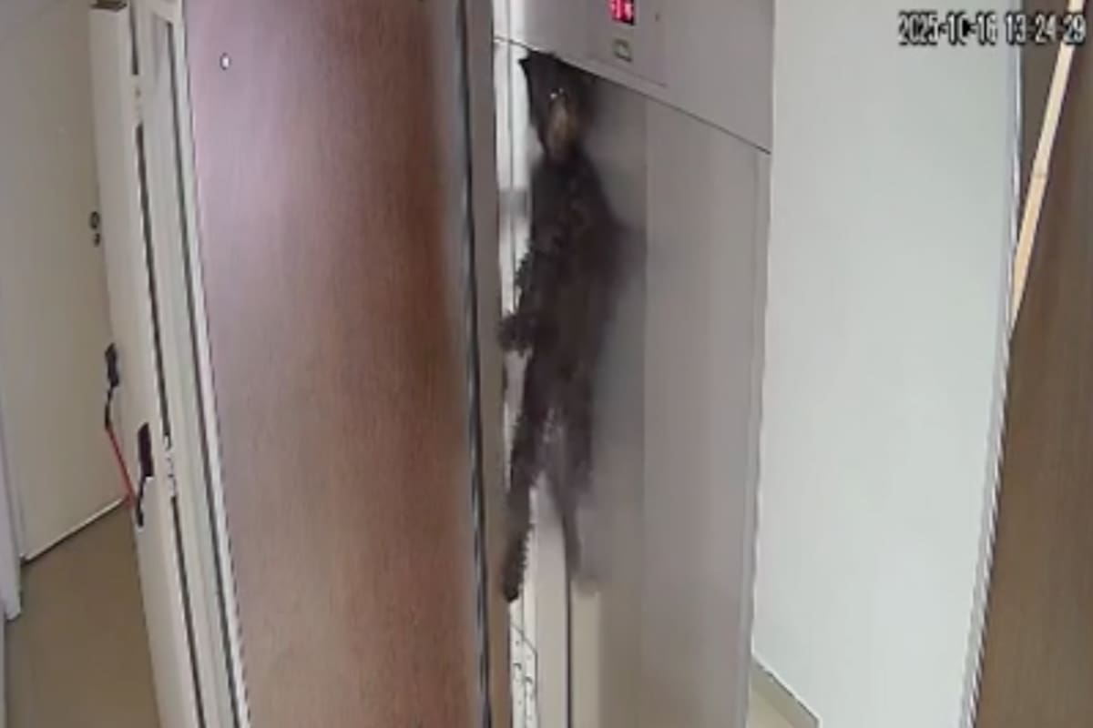 El rescate ocurrió el jueves 16 de octubre alrededor de las 14 en el barrio de Villa Crespo