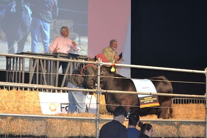 El Reservado de Gran Campeón Hembra fue muy disputado durante la subasta