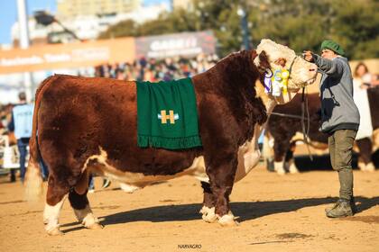 El Reservado de Gran Campeón Macho fue para el box 859, de cabaña La Persistencia, de Terragarba, y Jocarda SA