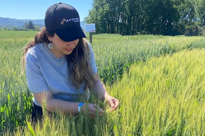 “El resultado es un producto final sin incorporación de genes externos, es decir, no transgénico, lo que nos permite avanzar más rápido hacia variedades mejoradas listas para el campo”, dijo la Dra. Francisca Castillo, CEO y directora Científica de la compañía chilena