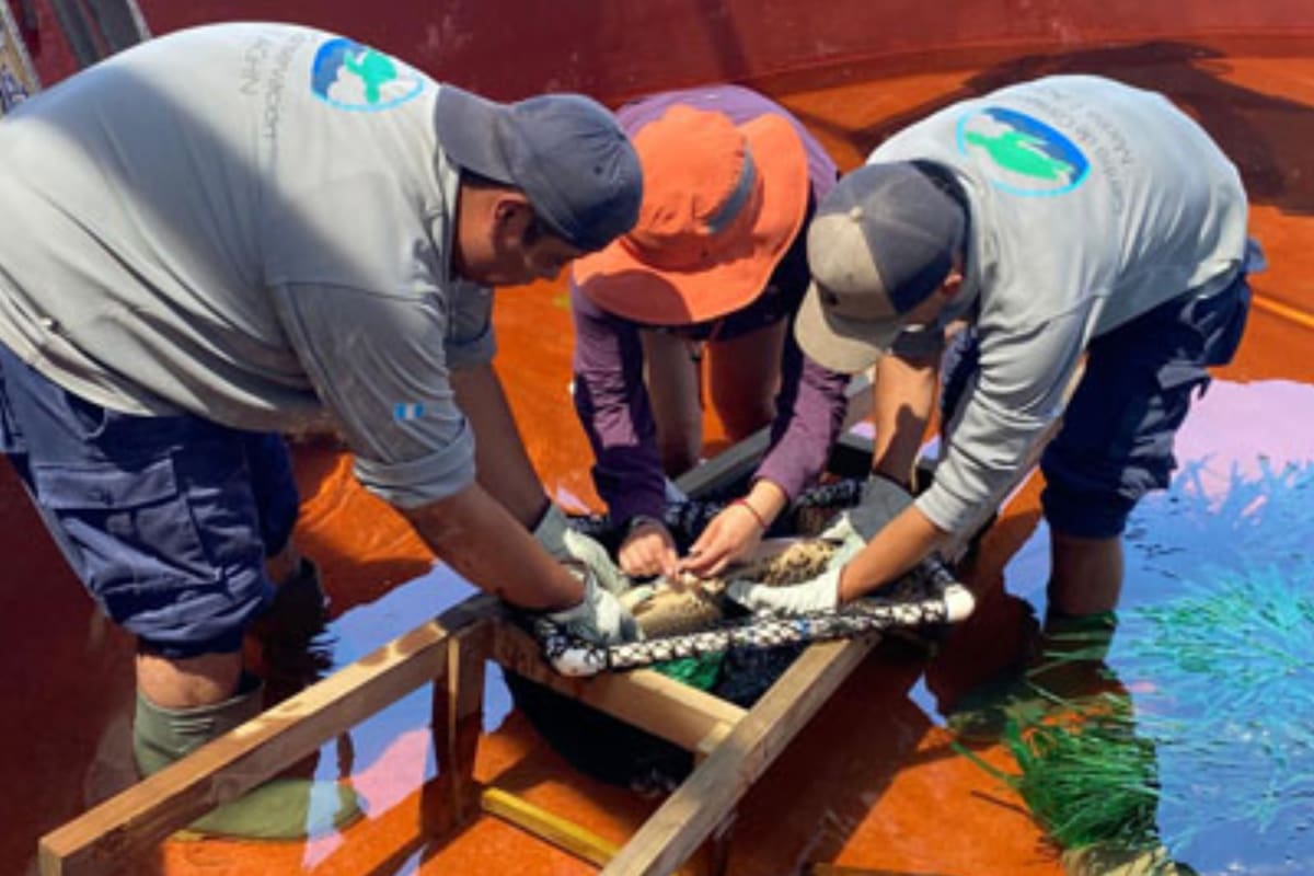 El resultado fue anunciado por la Universidad Juárez Autónoma de Tabasco (UJAT), que destacó el aporte de los conocimientos desarrollados durante años por su Laboratorio de Acuicultura Tropical (LAT)
