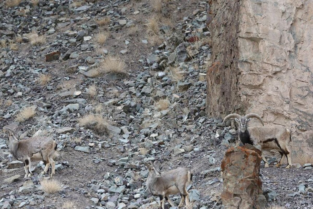 El reto visual volvió a hacerse viral en el último tiempo