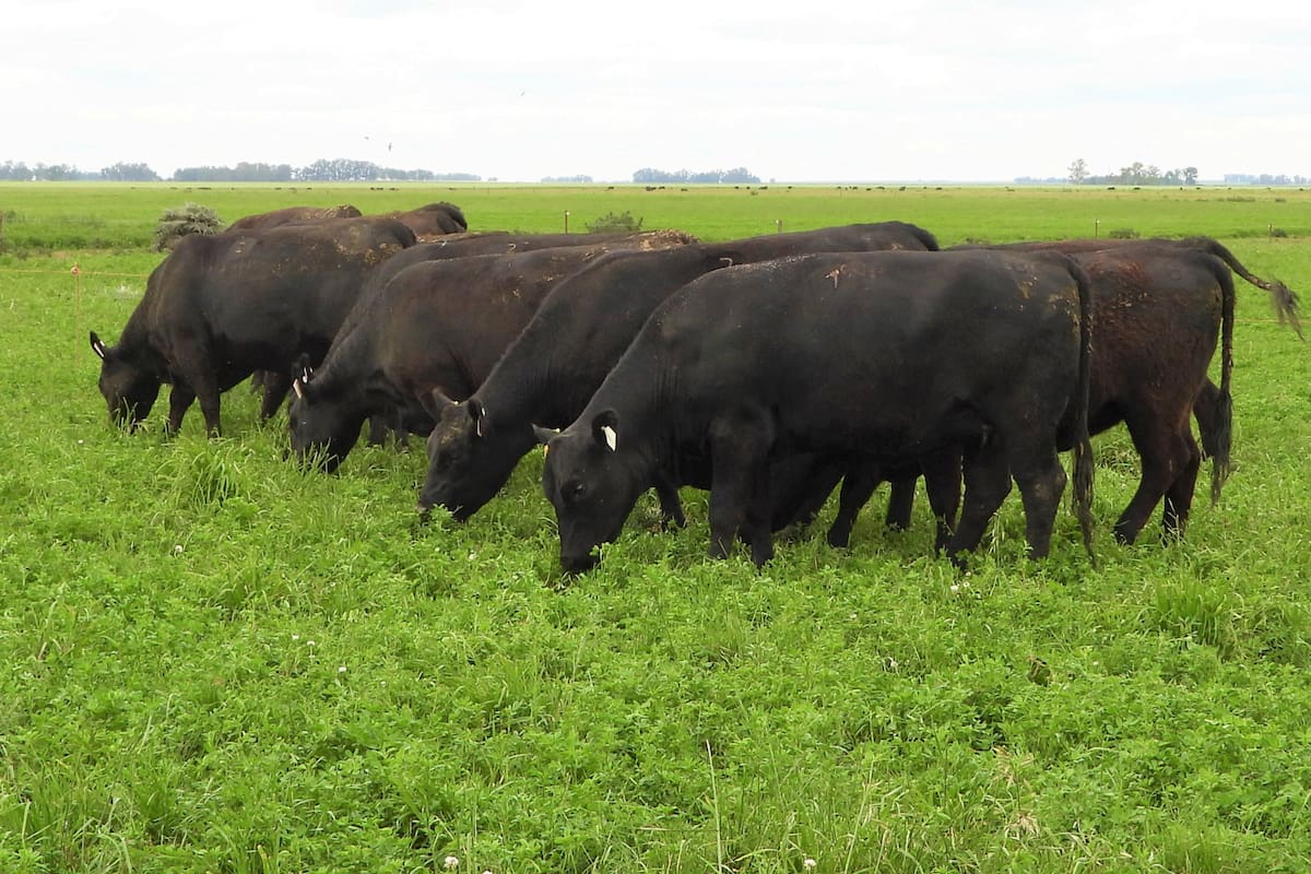 El retorno de las lluvias posibilitan la recuperación estacional de los campos naturales y la siembra de pasturas