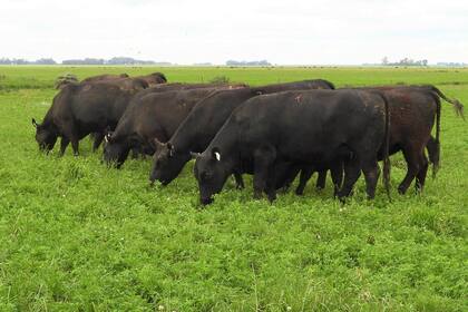 El retorno de las lluvias posibilitan la recuperación estacional de los campos naturales y la siembra de pasturas