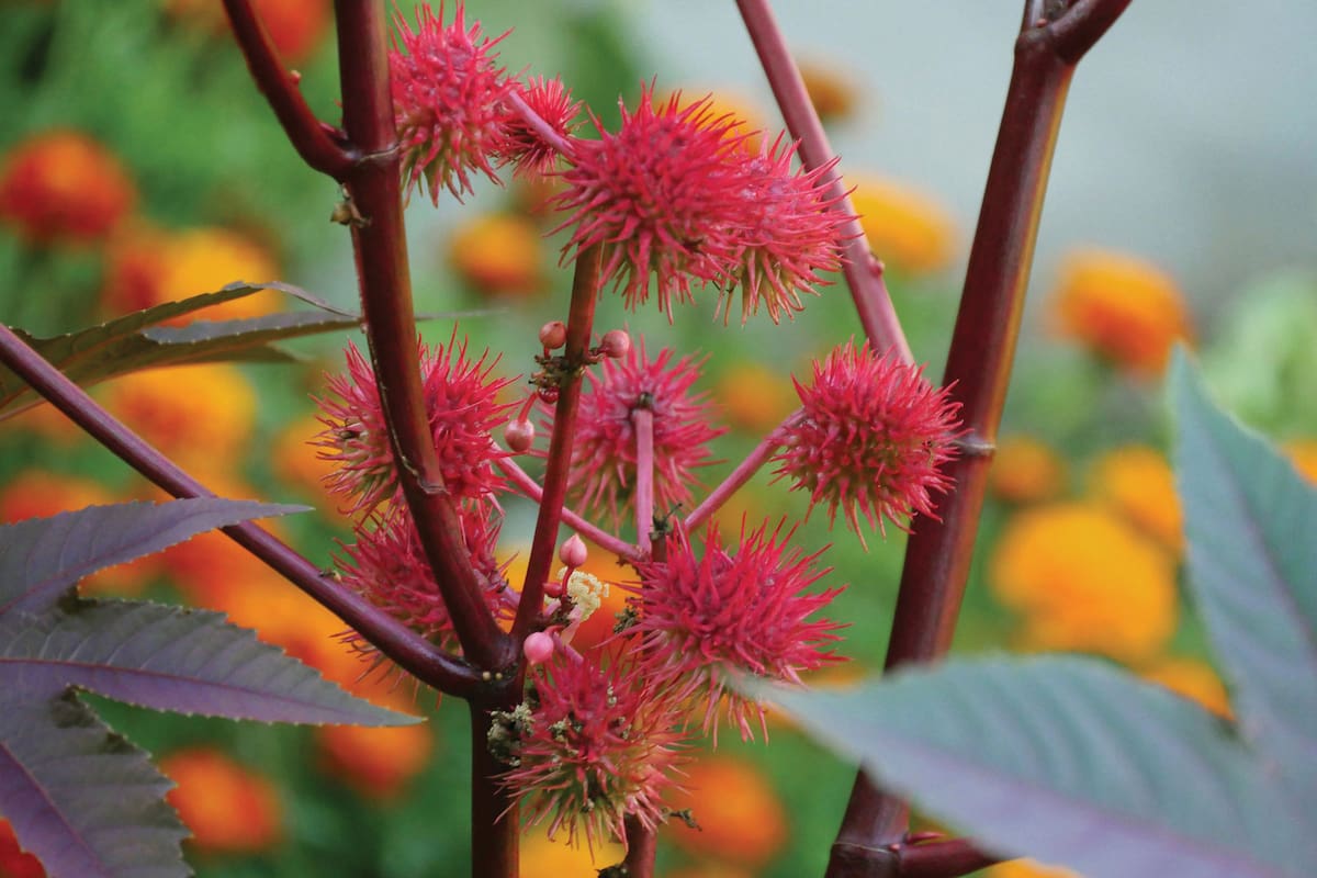 El ricino contiene aceite que se puede utilizar para diversas industrias