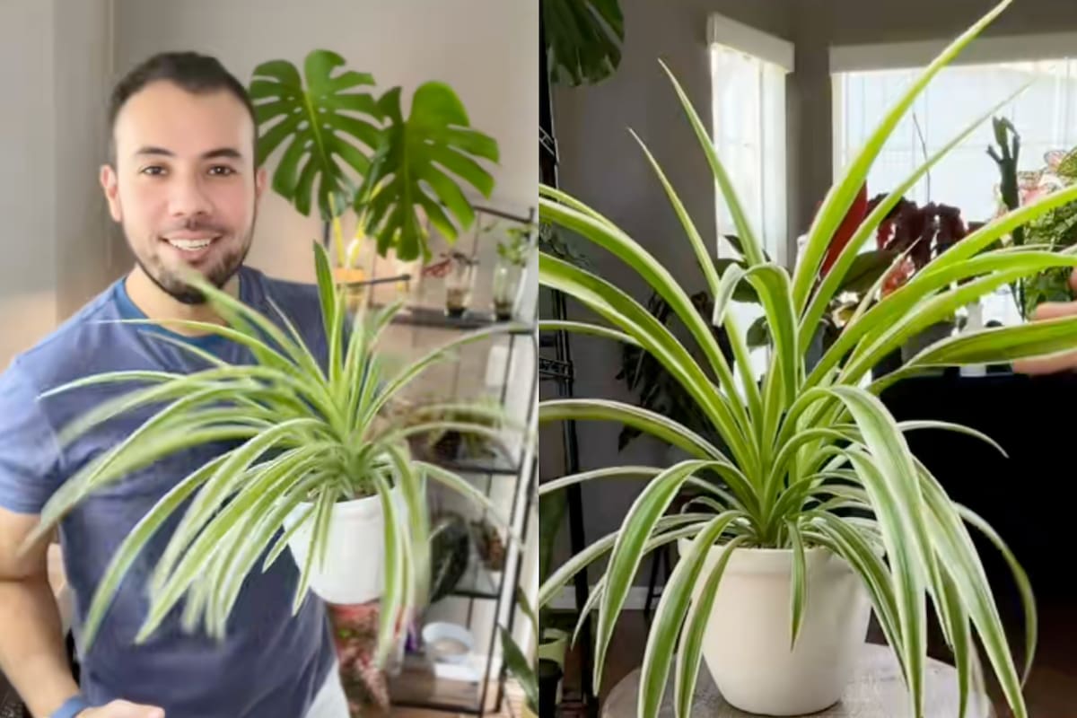 El riego debe hacerse solo cuando el sustrato esté seco