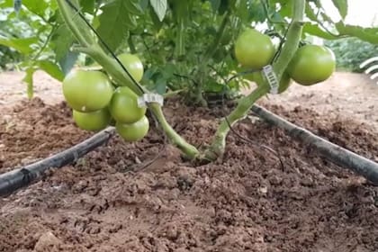 El riego es clave para la producción agrícola en Israel