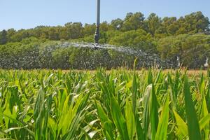 En el país las aguas residuales tratadas podrían regar unas 500.000 hectáreas de maíz