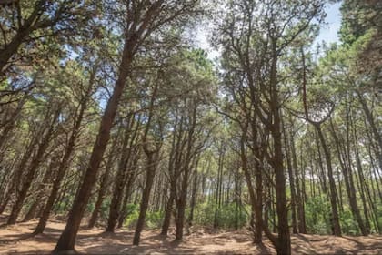 El rincón que combina playa, bosque y calma total a pocas horas de la Ciudad