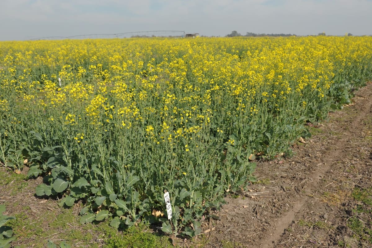 El rinde de la colza alcanza el 50% que se obtiene con el trigo en la misma región, aproximadamente