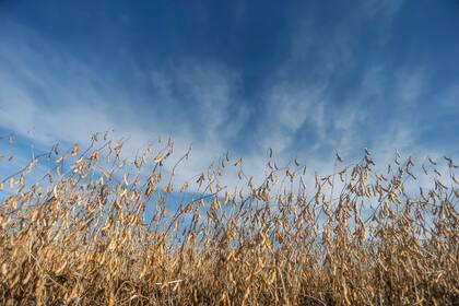 El rinde nacional logró un récord de 33,6 quintales por hectárea