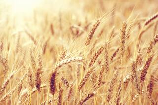 Cereales de invierno: la calidad es una construcción donde todo suma