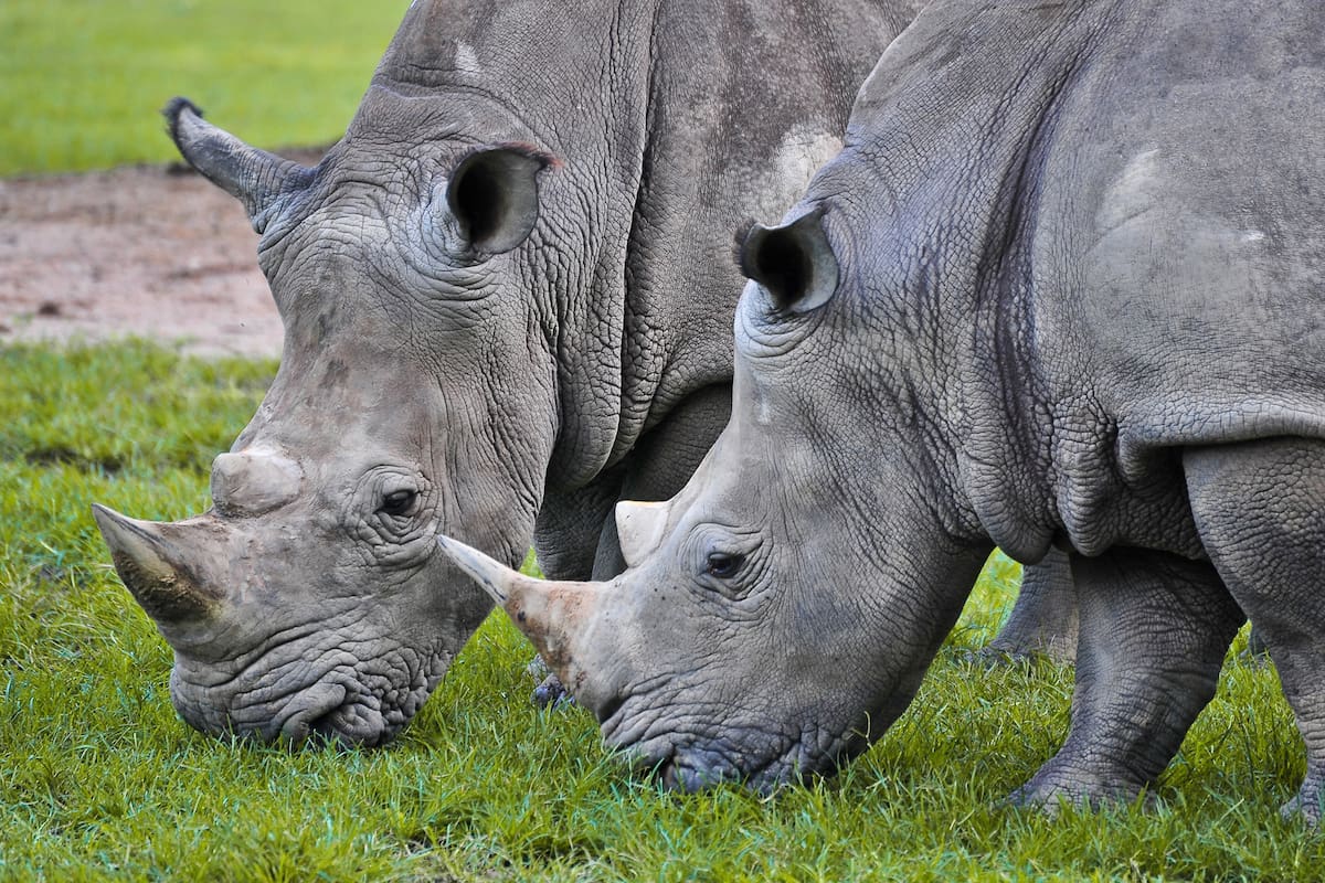 El rinoceronte es de grandes dimensiones y se lo puede ver acercándose lentamente, como ocurre con ciertos hechos en la sociedad