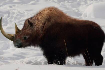 El rinoceronte lanudo, como el ejemplar hallado en el hielo ruso, se extinguió hace más de 14.000 años