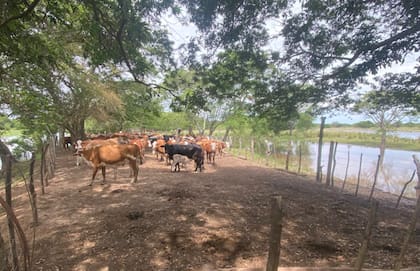 El río Paraná subió hasta 20 centímetros en algunas jornadas recientes y en Corrientes, los ganaderos coordinan arreos y buscan campos para poner a resguardo los animales