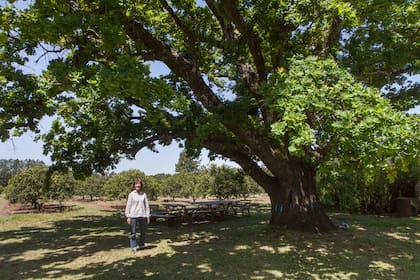 El roble de inmenso porte que conquistó a Graciela Taylor. TIene unos 200 años.