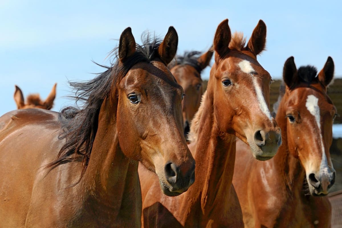 El robo de caballos, un mal "endémico"